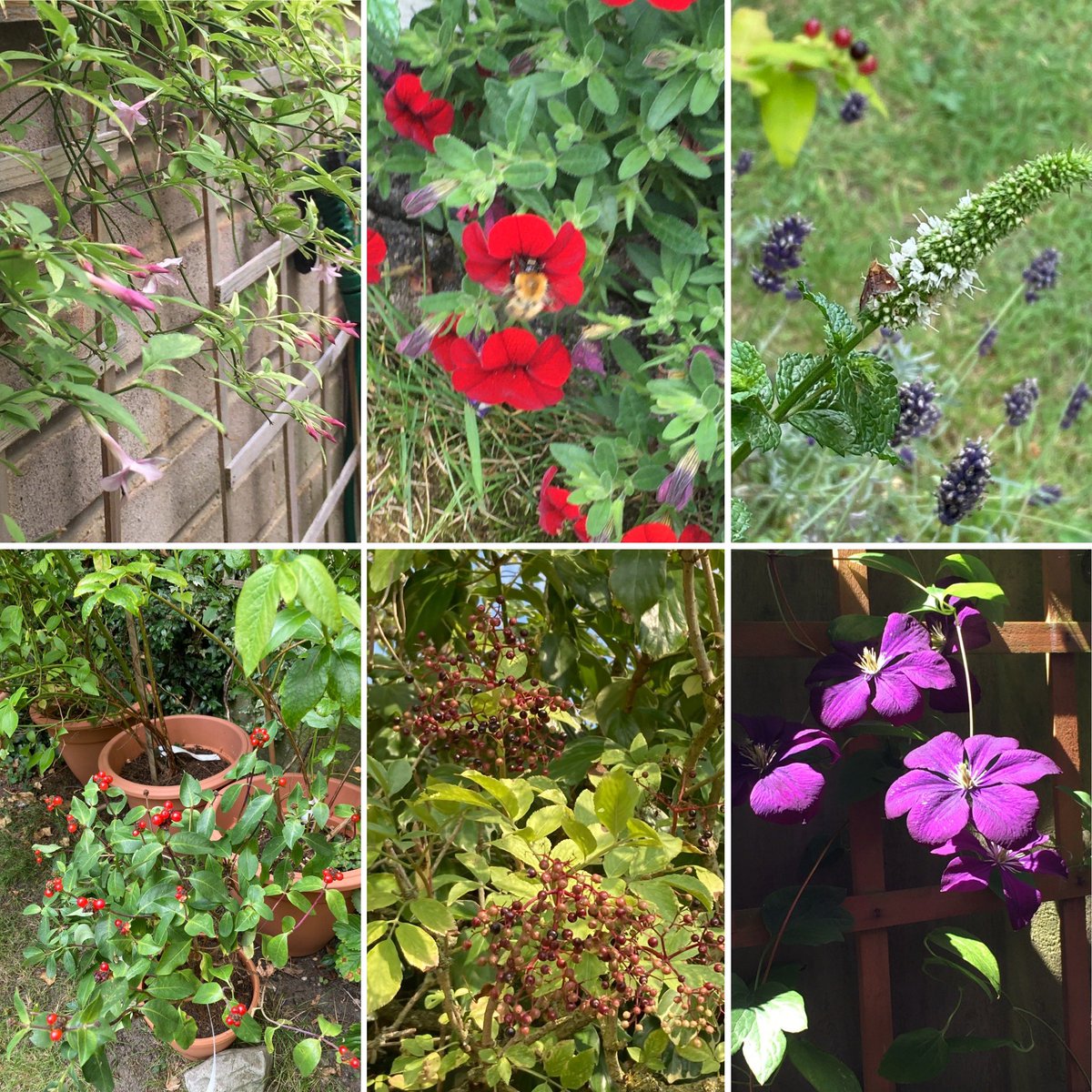 Jan_Lentzos's tweet photo. #SixOnSaturday #InMyGarden #Jasmine #Flowering #UnderMyWindow #Bee #Calibrachoa #BrightLineBrownEye #Moth #MintFlowers #Honeysuckle #RedBerries #LoniceraPericlymenum #Elderberries #ChangingColours #PurpleClematis #OnOurPatio #August #GardenLife #ConnectWithNature #SolaceInNature https://t.co/iBkjdkkeHn