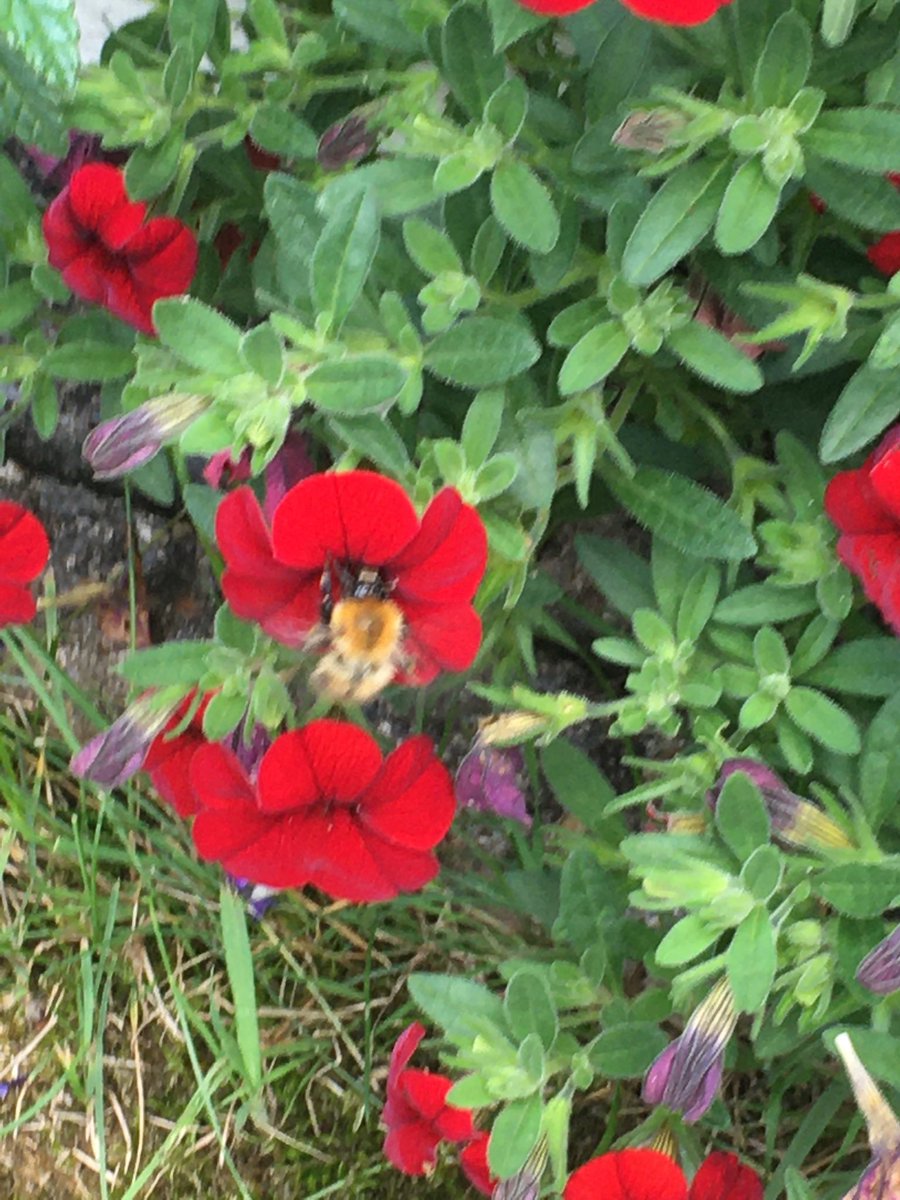 Jan_Lentzos's tweet photo. #SixOnSaturday #InMyGarden #Jasmine #Flowering #UnderMyWindow #Bee #Calibrachoa #BrightLineBrownEye #Moth #MintFlowers #Honeysuckle #RedBerries #LoniceraPericlymenum #Elderberries #ChangingColours #PurpleClematis #OnOurPatio #August #GardenLife #ConnectWithNature #SolaceInNature https://t.co/iBkjdkkeHn