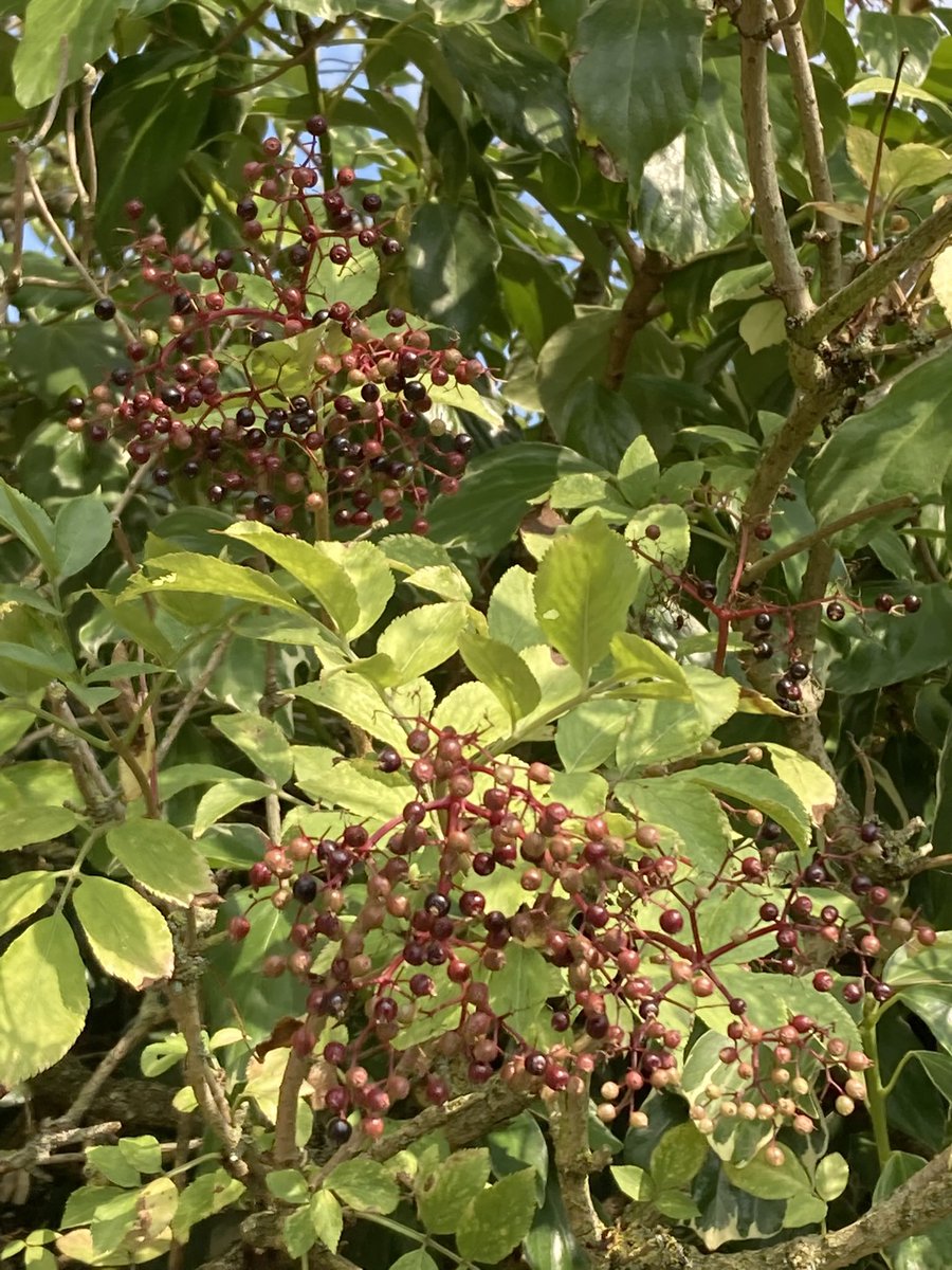Jan_Lentzos's tweet photo. #SixOnSaturday #InMyGarden #Jasmine #Flowering #UnderMyWindow #Bee #Calibrachoa #BrightLineBrownEye #Moth #MintFlowers #Honeysuckle #RedBerries #LoniceraPericlymenum #Elderberries #ChangingColours #PurpleClematis #OnOurPatio #August #GardenLife #ConnectWithNature #SolaceInNature https://t.co/iBkjdkkeHn