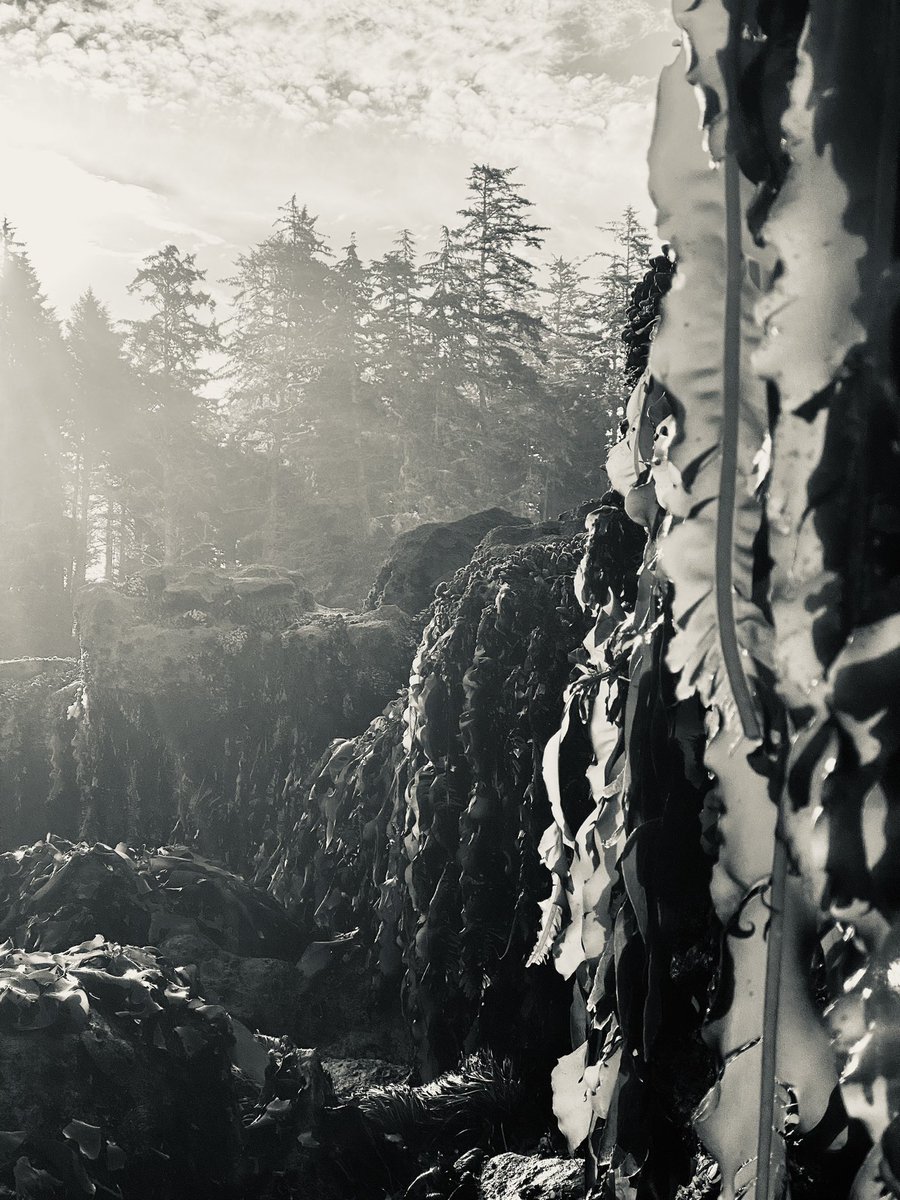 AscoPhlannel's tweet photo. Majestic #Alaria In the morning sun 🥰 Exploring Botanical Beach was a real treat! https://t.co/RQPr7Dr7mT
