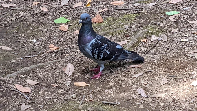 おひるにセブンコーヒー飲みながら公園で溶けた飴みたいになってたらカラスやハトが集まってきた。これこれ、鳥葬ではないぞよ。往ね往ね 