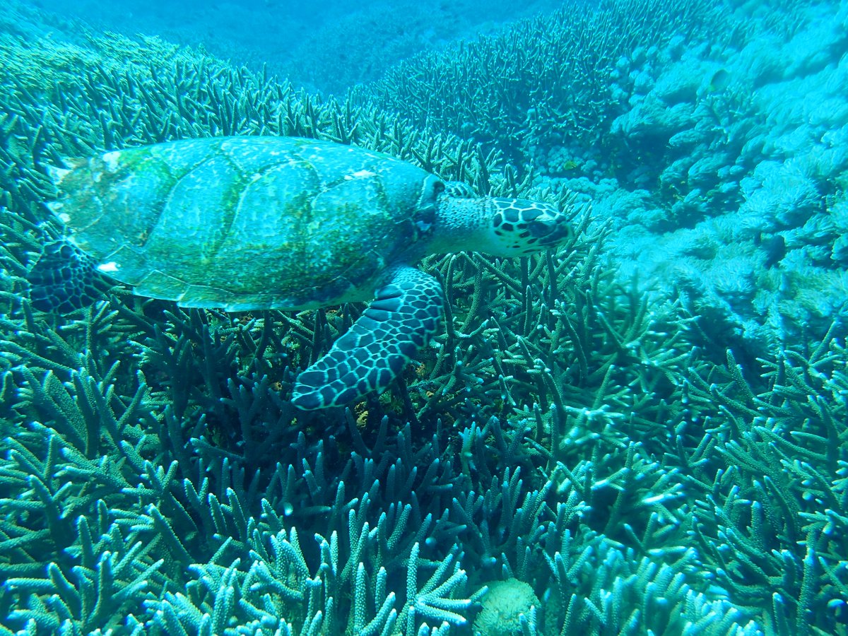 enadive's tweet photo. Come to Bali for diving for Mola Mola , Manta , Turtle, Etc with us https://t.co/HnQv5WaDgS #scuba #scubadiving #divetravel #divingbali #divingindonesia #divingfun #scubadivingcourses #scubadiver https://t.co/NUnfhmmjfo