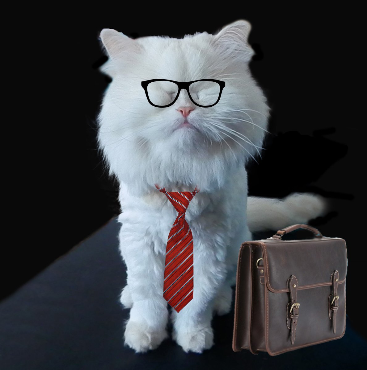 Moet the Blind Cat tweet media