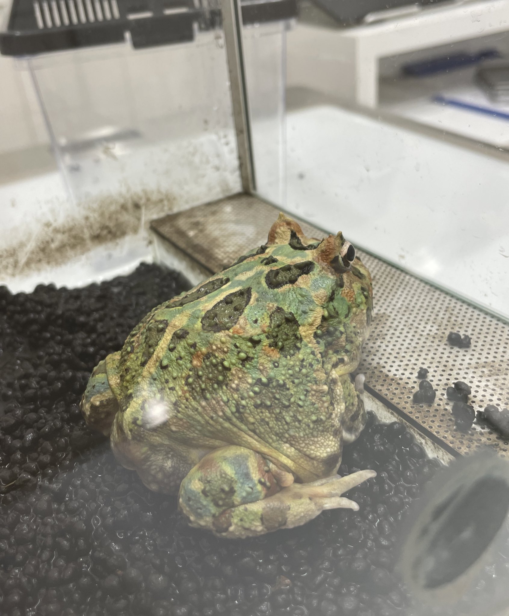 ウェルツノガエル Twitter Search Twitter