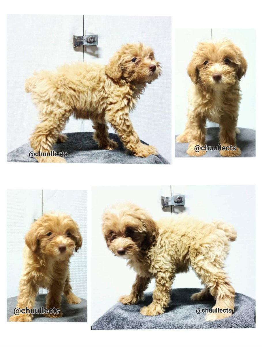 chuullects's tweet photo. help rt pls! 

give these babies a new home na. my cousin has so many dogs na and i have my own na rin so di na namin kaya. 🥹 both female !! mas matangkad nang onti yung nasa first pic hehe. 12k each, pure toy poodle! both are 2 months turning 3.

wts lfb dog ph

loc: qc, cavite https://t.co/OaoiHA27Gr