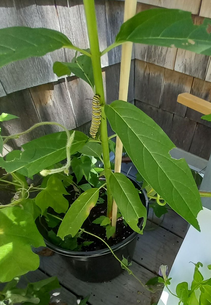 I managed to raise 3 monarch caterpillars this month.  very exciting.