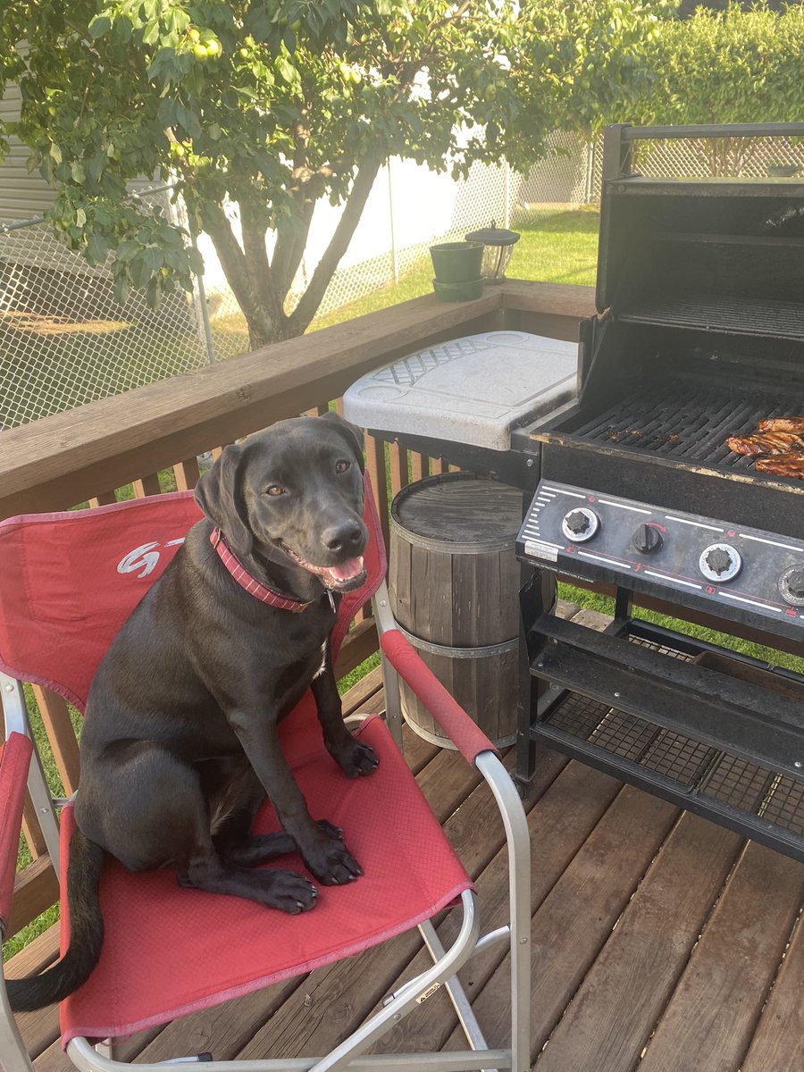 HoppyRob's tweet image. Piper helping with the BBQ
