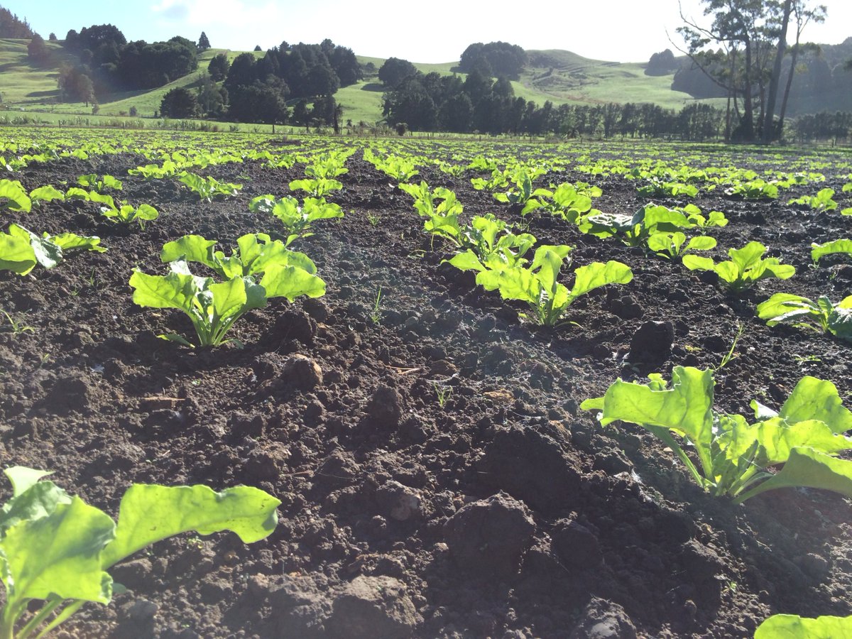 adama_nz's tweet photo. Pests can quickly establish themselves and damage crops in spring. Mavrik provides effective Nysius &amp; Cutworm control in fodder beet. Apply at the first signs of pest presence. For best results get good coverage of plants &amp; surrounding soil. 
https://t.co/WCXk6I91ii https://t.co/YZR95ARTsE