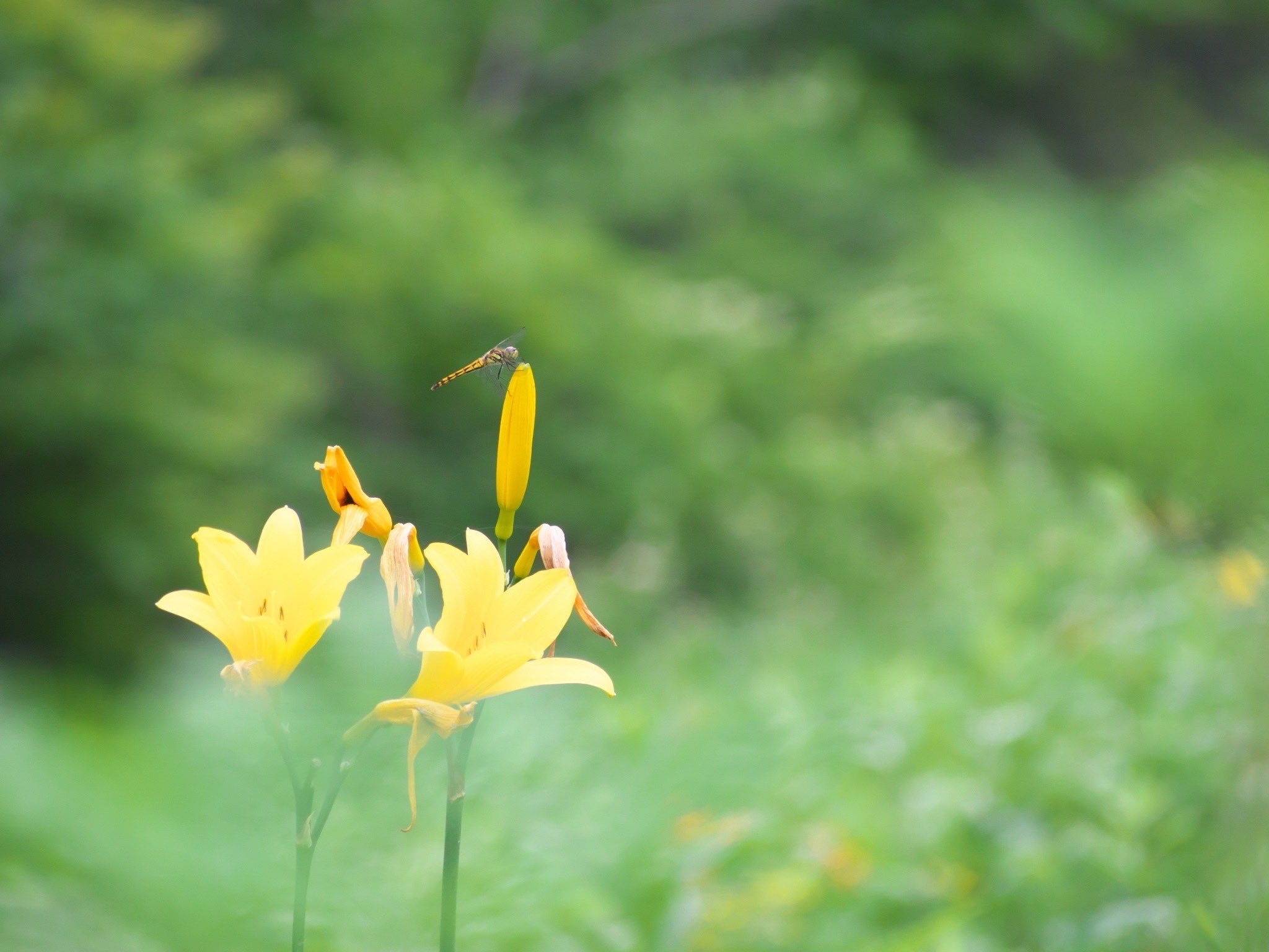 禅庭花 Twitter Search Twitter