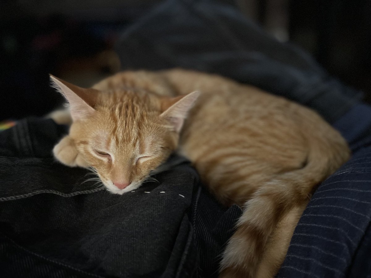 finished some embroidery on my jacket and stanley wanted to lay on it so bad