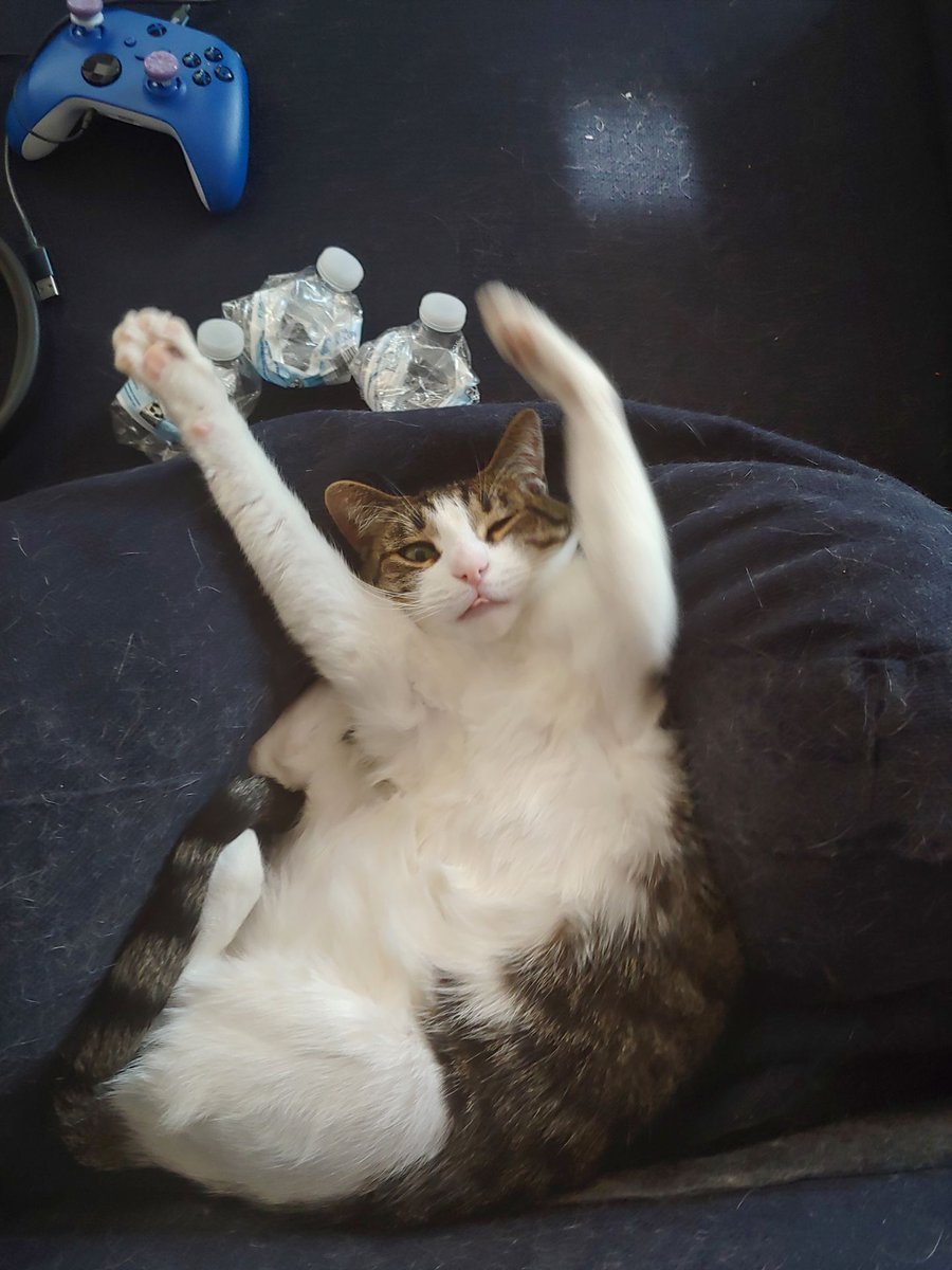 redheadwannab's tweet photo. @memesiwish He's not that fat but he's a cutie with a tummy, this is Doogie Meowser https://t.co/7UO2Y6BfKU