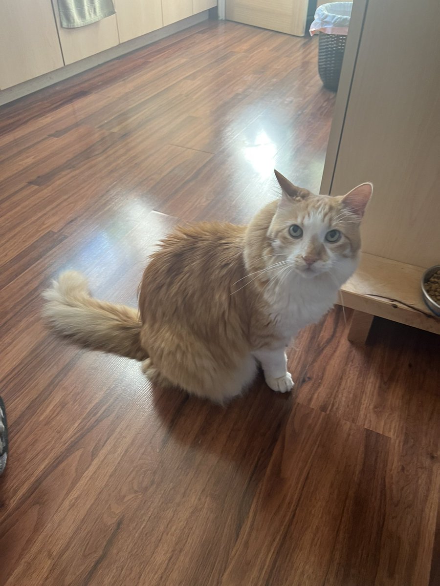 hiro (the orange cat) tweet media