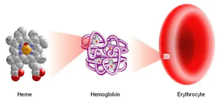 MedLabStudyHall's tweet photo. Med Lab Study Hall discusses the formation and metabolism of heme in this first article in our new Blood Blog series. Check it out.
@cullen_lilley @cmwheary @RodneyRohde @jimflanigancae @MedicalLabLadyG
#MedLabStudyHall #Lab4Life #Labucate #hematology
https://t.co/ABJmsGGgib https://t.co/cpAS4MT0Tj