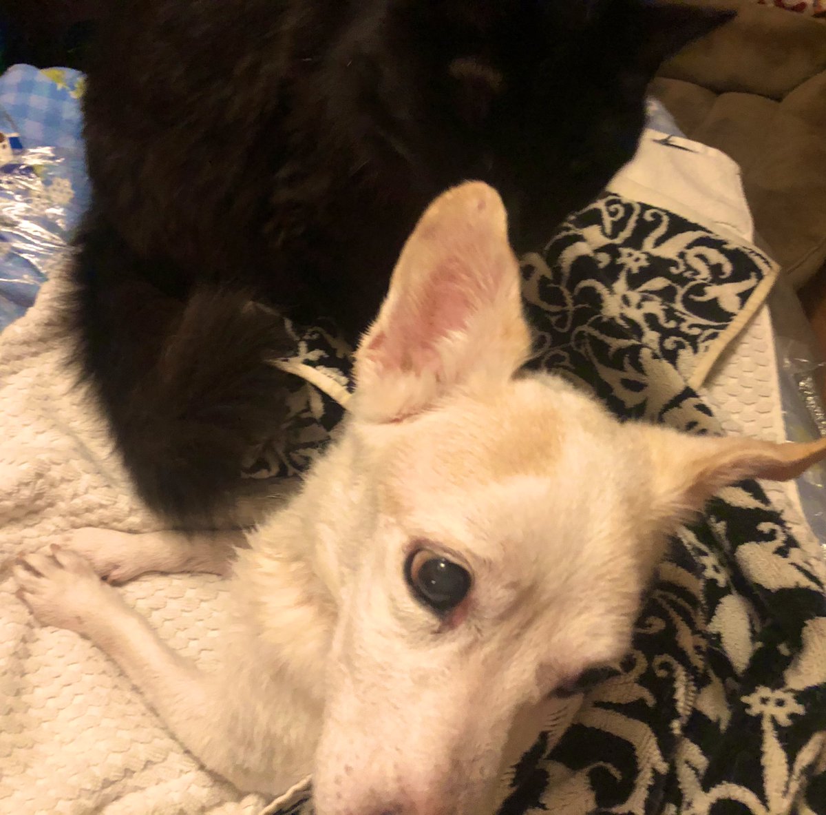 Widget & Gizmo 🌈 tweet media