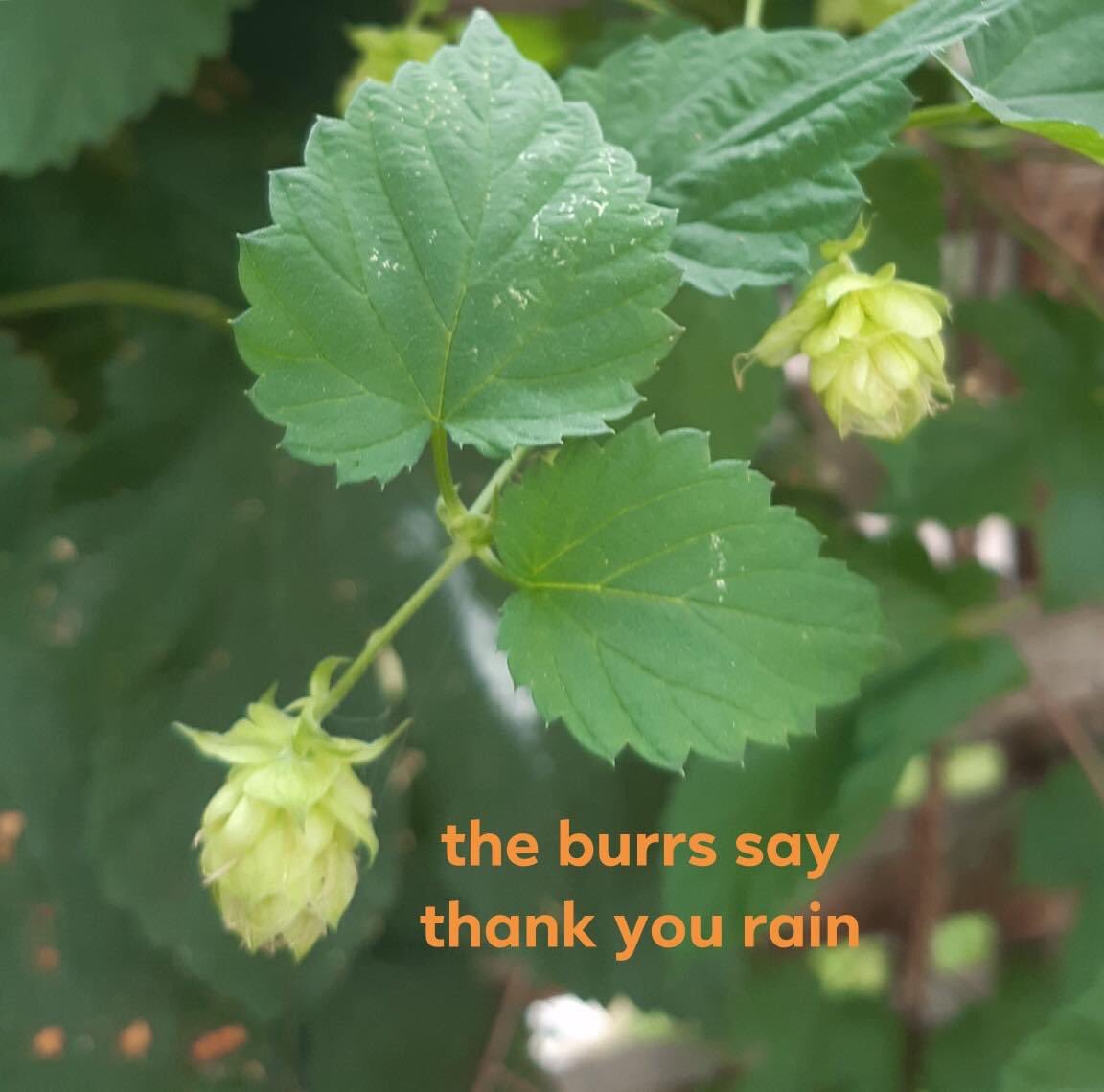 How’s your burrs?