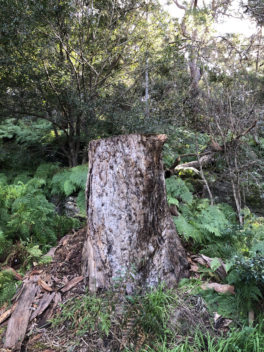 Shocked today to find hundred year old gum trees cut down in Georges River National Park 😡.I have been coming here for 15 years for Year 11 Biology. Many trees with hollows now not available for birds. What is going on NPWS @nswenviromedia ?@hollowsashomes ? @GeorgesRiverEEC