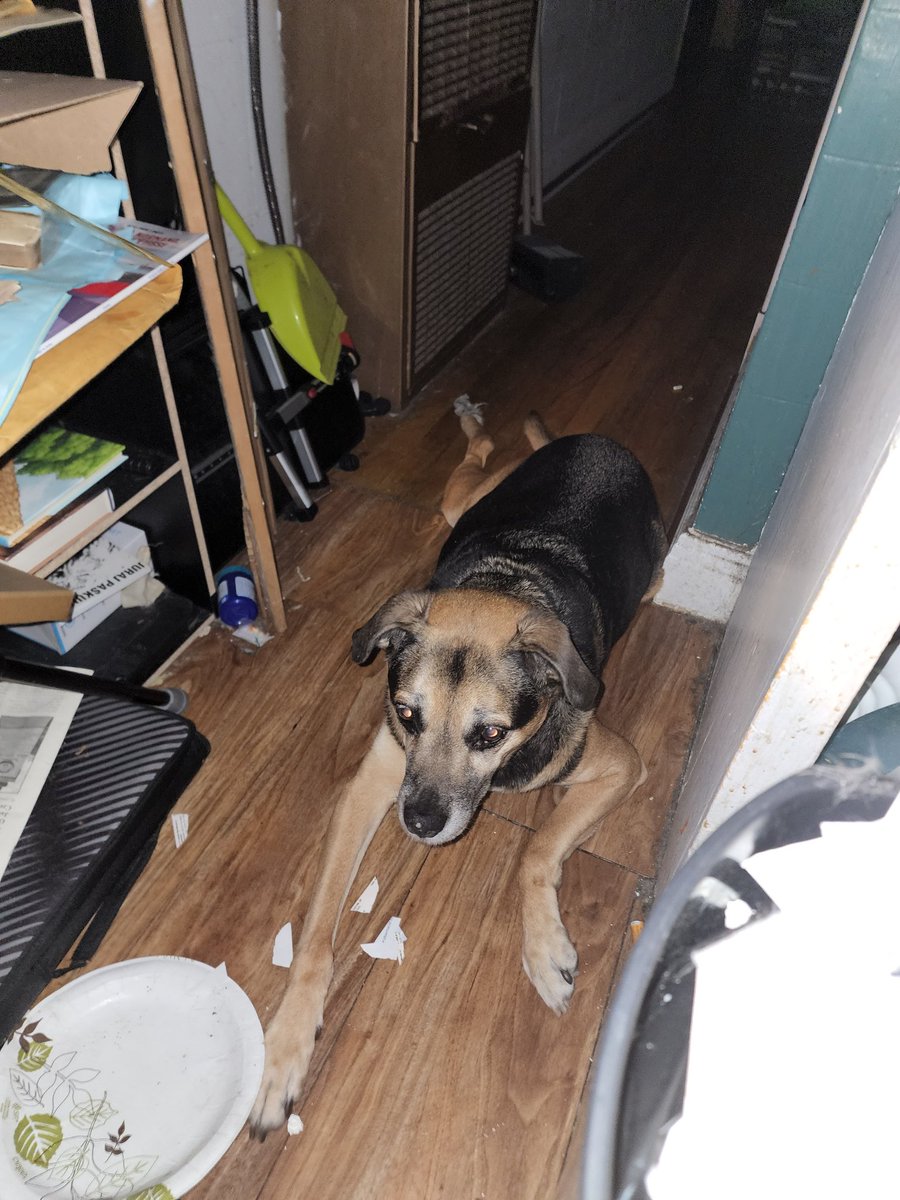 KevinDuska's tweet photo. "I know you're busy emptying the house dad but you kind of forgot to give me my hecking wet food. Hecking heck you're two hours late you hecker."
#ExtraRations
#ExtraPets
#ExtraKisses https://t.co/DePLQr9uRW