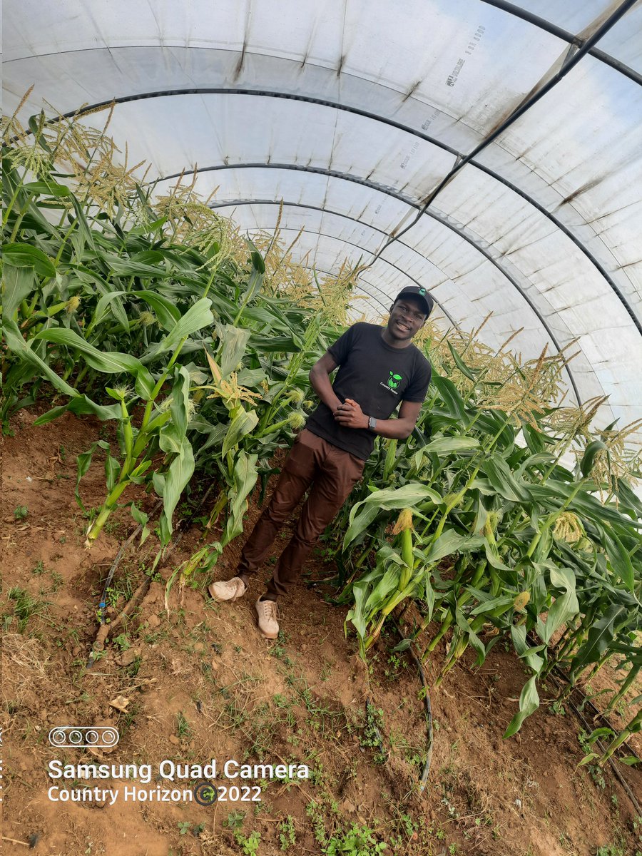 TakueMdumeni's tweet photo. Successful farming is all about little steps. Little steps in learning and practicing,if done repeatedly , turn small things into big things.
@Fran_Mapindani @PoteDior @WendyMadzura @labysibanda
@ChembelaJustice
#SweetCornFarming
#UnderTunnelSystem
@SeedCoZimbabwe #SentinelF1 https://t.co/CK8o0cWsuc