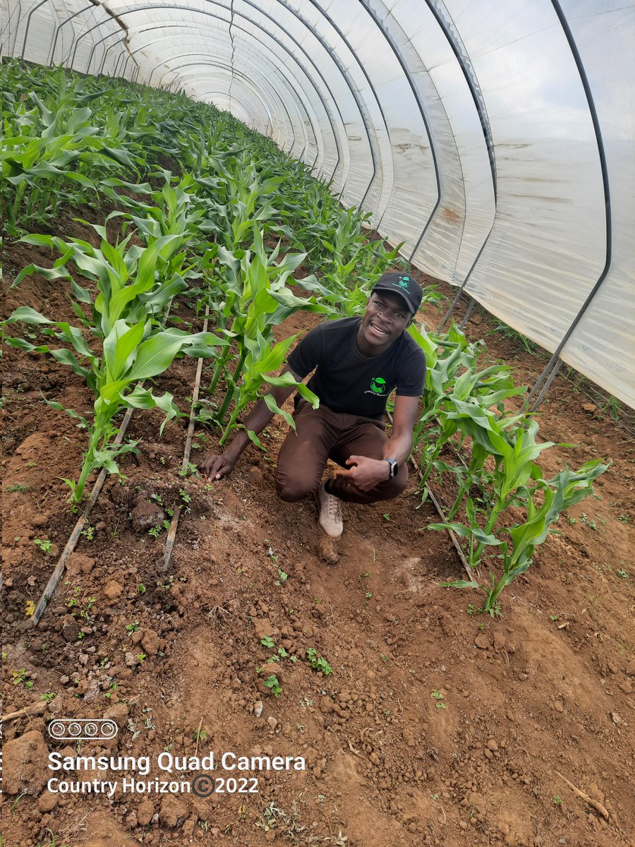 TakueMdumeni's tweet photo. Successful farming is all about little steps. Little steps in learning and practicing,if done repeatedly , turn small things into big things.
@Fran_Mapindani @PoteDior @WendyMadzura @labysibanda
@ChembelaJustice
#SweetCornFarming
#UnderTunnelSystem
@SeedCoZimbabwe #SentinelF1 https://t.co/CK8o0cWsuc
