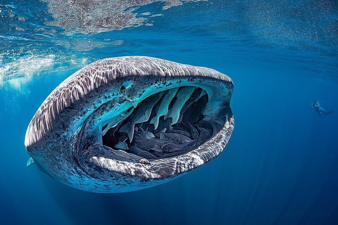 pazyocean's tweet photo. Underwater school bus! 

40ft female whale shark giving dozens of remoras a free ride inside her mouth.

Still one of most magical and unexpected encounters I’ve ever had underwater. https://t.co/rt58s8BvH6