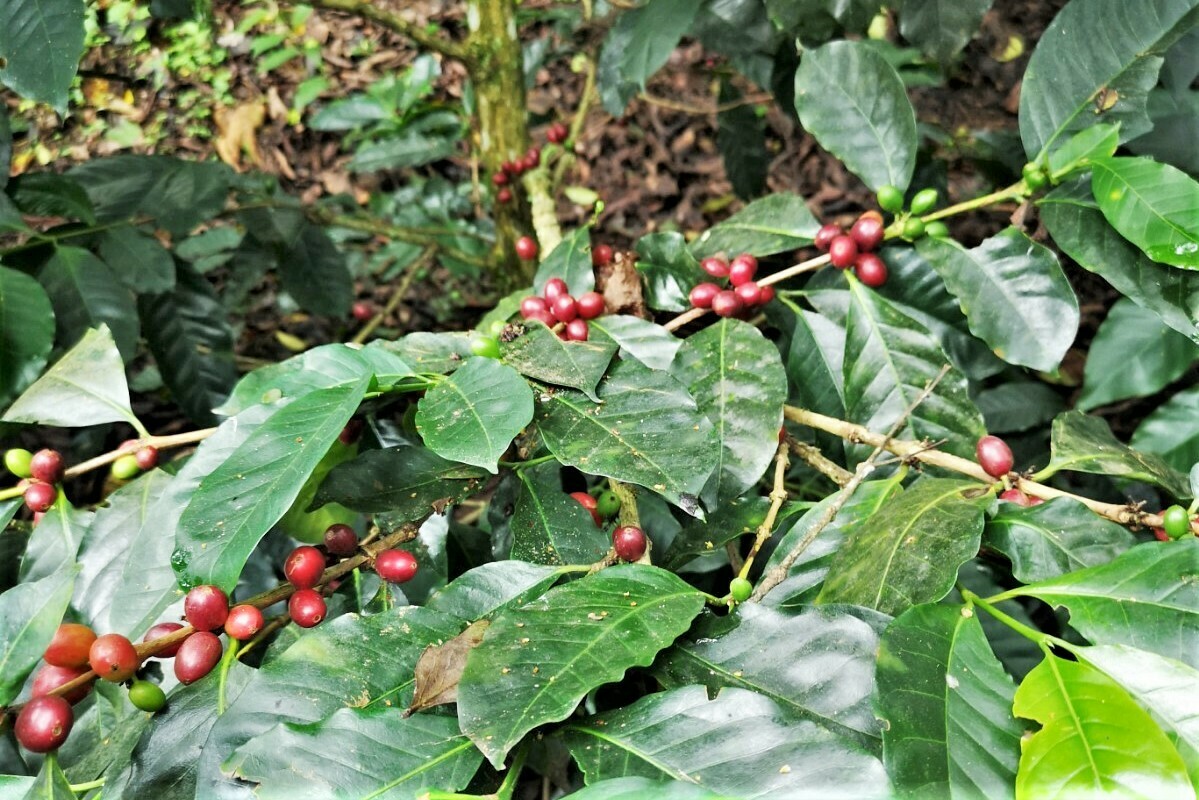 jica_direct's tweet photo. 🇨🇴南米コロンビアの55の農村世帯が生産した50トンのコーヒー豆「平和のコーヒー」が日本市場に輸出されました。

紛争と暴力により10年以上土地を放棄していた農家が、JICA専門家から技術支援を受け、有機農業技術を通じて連帯性を強化し、コーヒーの品質向上させました。

👉https://t.co/LitfmqfzqG https://t.co/9POTO4iSHD