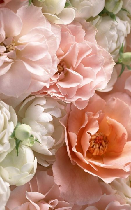 BloomableShop's tweet image. 