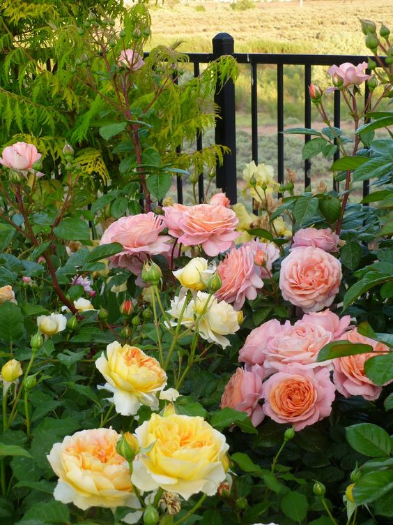 ImperfectGirl07's tweet photo. 💟

Think of what would happen if everyone woke this morning thinking of helping others instead of helping themselves - likely peace on Earth.
This is Heaven.

🅿️ 𝓑𝓮𝓪𝓾𝓽𝓲𝓯𝓾𝓵 𝓭𝓪𝔂 𝓵𝓸𝓿𝓮𝓵𝓲𝓮𝓼 https://t.co/tvBdpnTKUh
