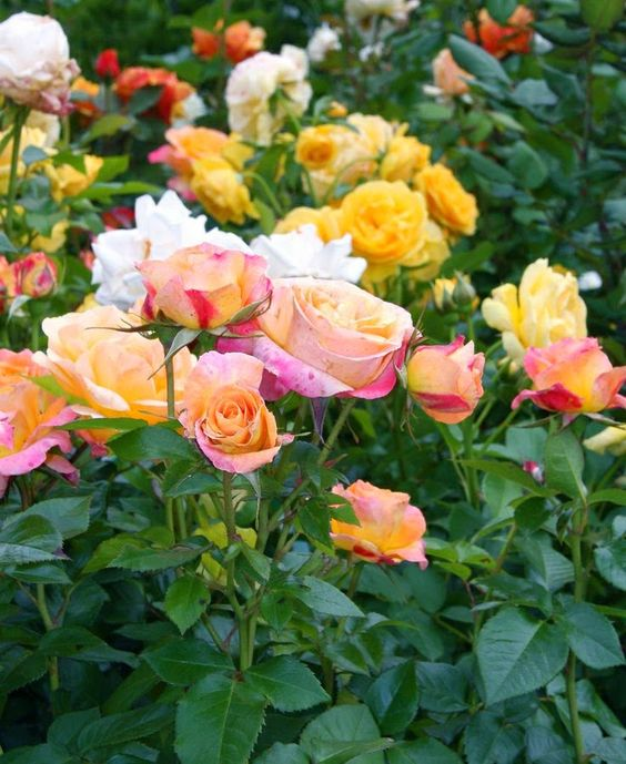 ImperfectGirl07's tweet photo. 💟

Think of what would happen if everyone woke this morning thinking of helping others instead of helping themselves - likely peace on Earth.
This is Heaven.

🅿️ 𝓑𝓮𝓪𝓾𝓽𝓲𝓯𝓾𝓵 𝓭𝓪𝔂 𝓵𝓸𝓿𝓮𝓵𝓲𝓮𝓼 https://t.co/tvBdpnTKUh