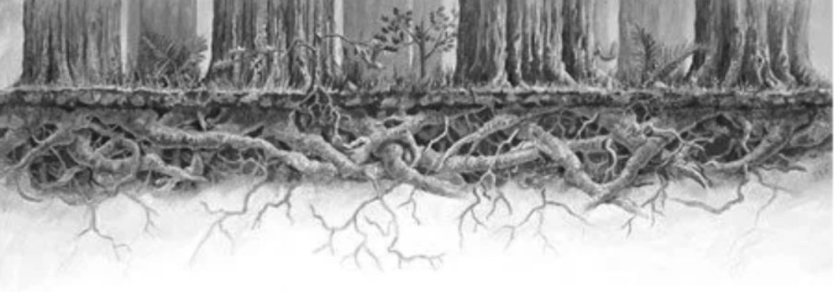BrianRoemmele's tweet photo. Giant redwood trees can only grow to maximum height if they are surrounded by other trees. They form interlocking root systems that greatly enhance the strength of the tree. With no interlocking roots the tree can only grow to a height that generally does not topple. https://t.co/CNOD7xQl6V