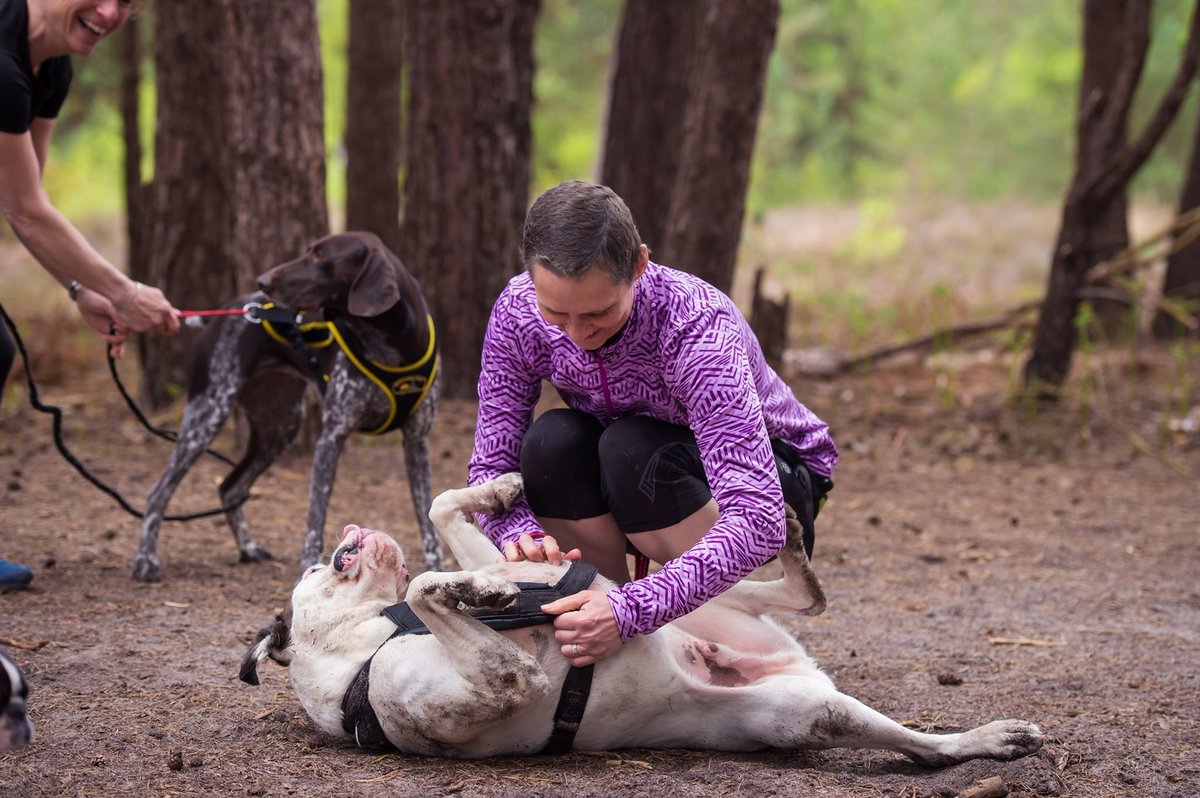 Who else makes putting their harness on into tummy tickles time??!!! 🐾🧡
#canicross #dogfituk #runwithyourdog
