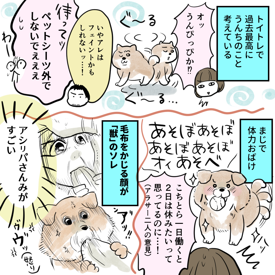 ～秋田犬ぽんちゃんとの暮らし～ 一回寝たら体力完全回復するのめちゃくちゃすごい、その能力欲しい 