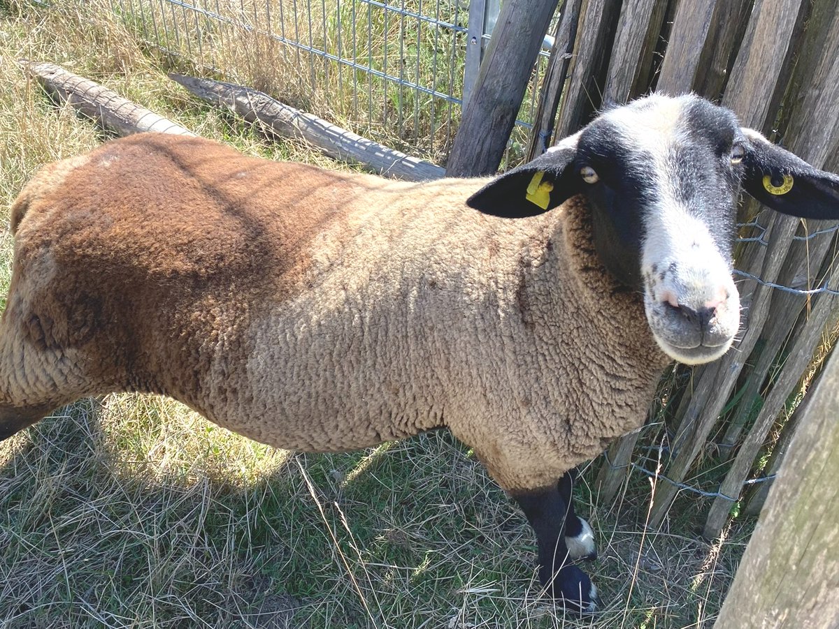 🌿🌿 Did you know that a sheep herd 🐑🐑 is used as environmentally friendly mowers on our factory premises? Compared to classic lawnmowers, they do the job quietly and without exhaust fumes 💨.

#viaguide #publicguidance #crowdcontrol #madeingermany #arnsberg #sauerland