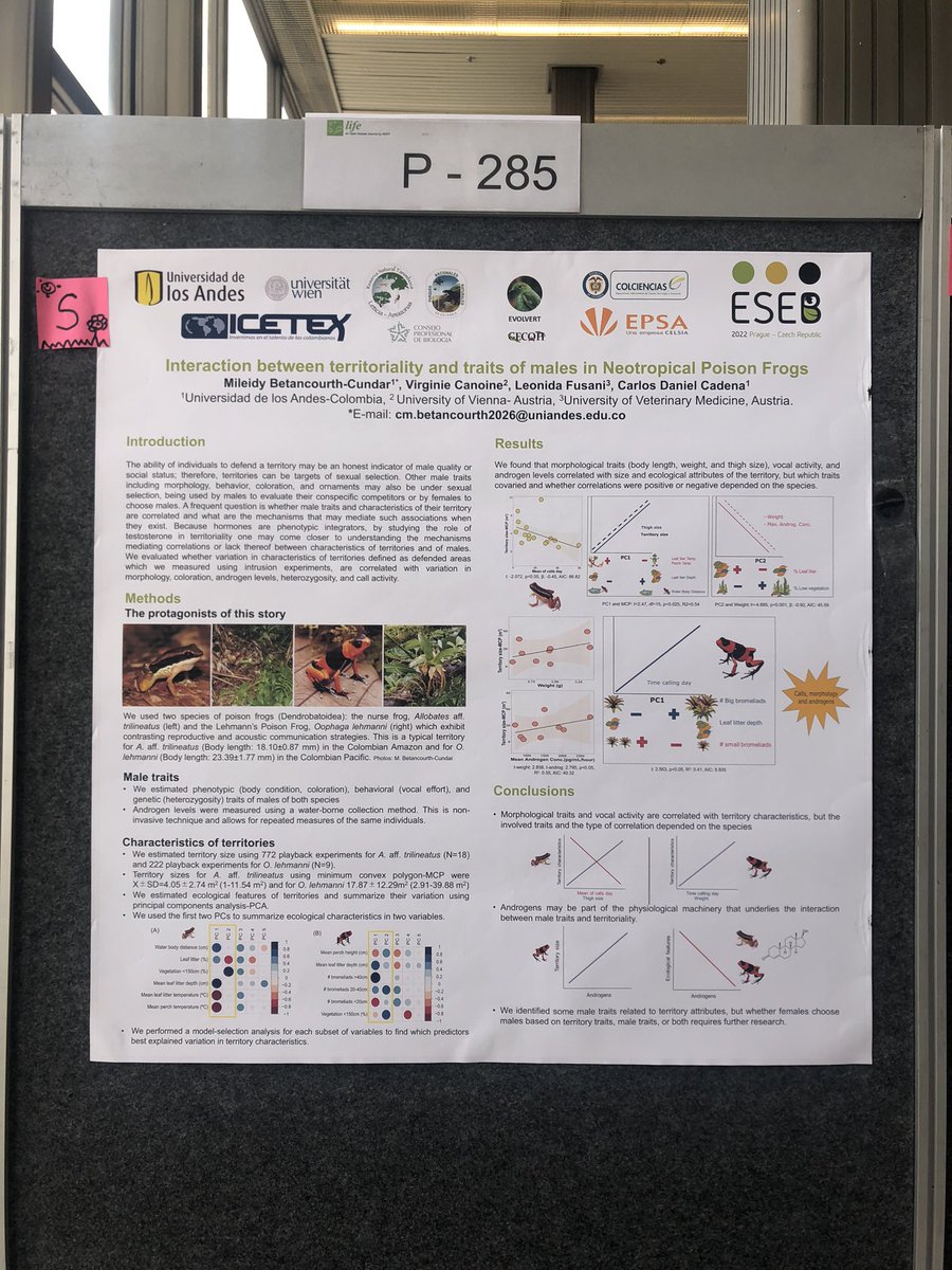 Come and see my poster about interaction between male traits and territorial behavior in Colombian poison frogs #ESEB2022 poster 285 Thursday 6:00pm #cienciacriolla @CienBiolAndes @eseb_org