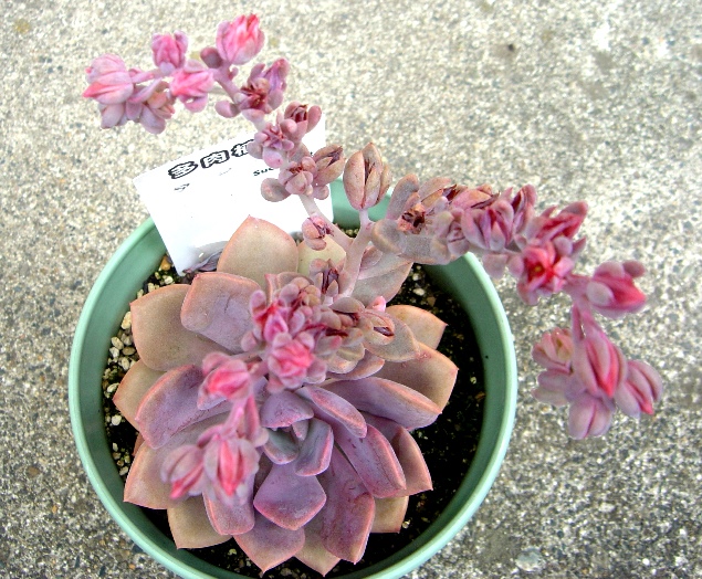 KeijiHata's tweet photo. 多肉植物デビーの花 https://t.co/y57pJnFCC8