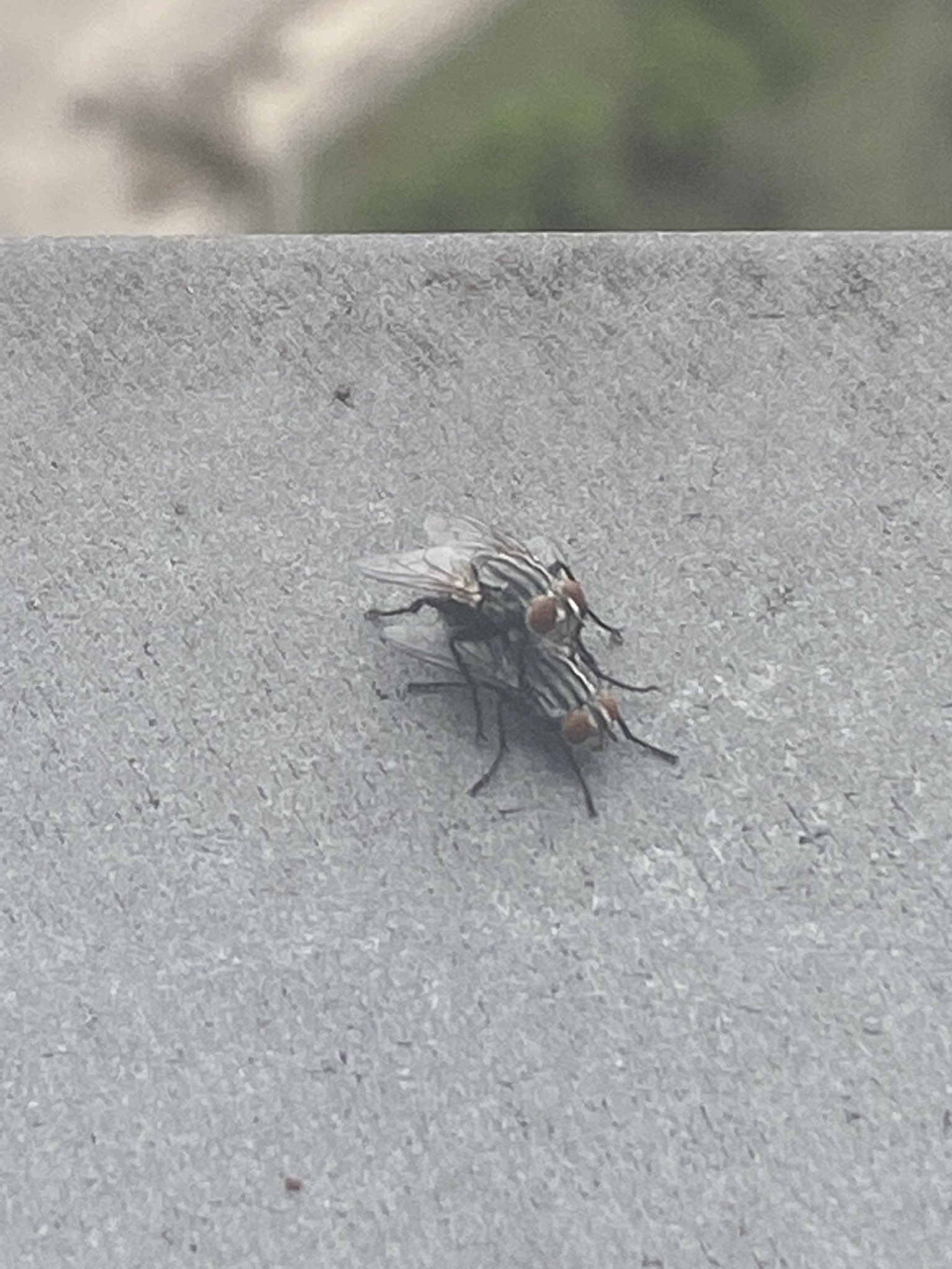 ZeepZ On Twitter mofos Were Fucking On My Windowsill A Few Weeks Ago 