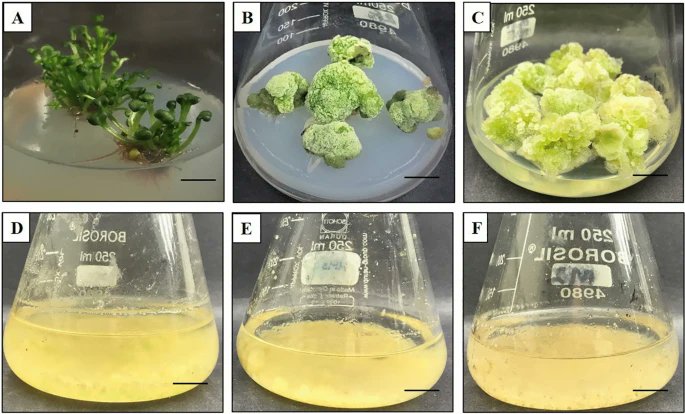 Plant Cell, Tissue and Organ Culture (@pctocjournal) on Twitter photo The influence of phenylalanine feeding on cell growth, antioxidant activity, phenylpropanoids content, and yield in cell suspension culture of Rhodiola imbricata (Edgew.)
<a href="/Ashishwarghat/">Dr. Ashish R. Warghat</a>
link.springer.com/article/10.100… The influence of phenylalanine feeding on cell growth, antioxidant activity, phenylpropanoids content, and yield in cell suspension culture of Rhodiola imbricata (Edgew.)
<a href="/Ashishwarghat/">Dr. Ashish R. Warghat</a>
link.springer.com/article/10.100…