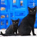 8月17日は「黒猫感謝の日」!黒猫の良さをもっと知ろう!