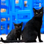 8月17日は「黒猫感謝の日」!黒猫の良さをもっと知ろう!