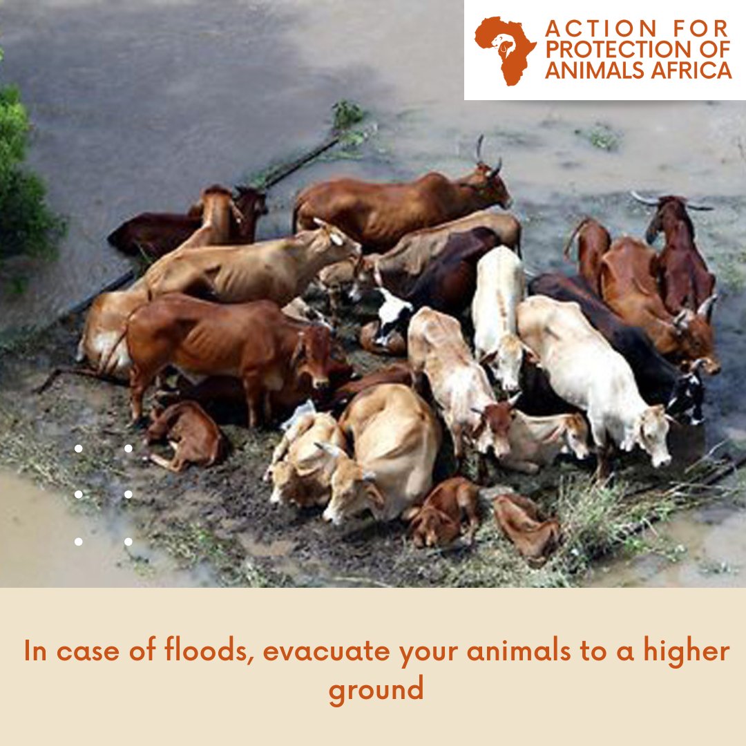 In case of floods, always identify higher grounds and evacuate your livestock to ensure their safety. #AnimalsinDisasters