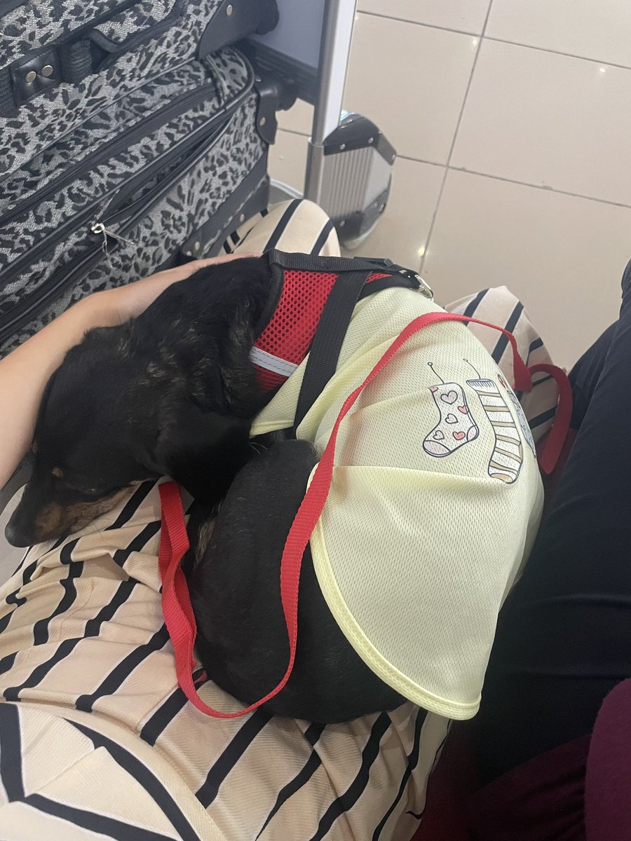 claudilla__'s tweet photo. @SonOfZeusLeto @tla_oteiza Mi mamá también se llevó una de nuestras perritas para españa 
Por suerte se pudo ir con ella en la parte de arriba del avión, mi mamá la sacó del transportin, la tapó y fue durmiendo todo el viaje ajjajaj 
Ese fue el día que se fueron🥲 https://t.co/1akrt8GwdS