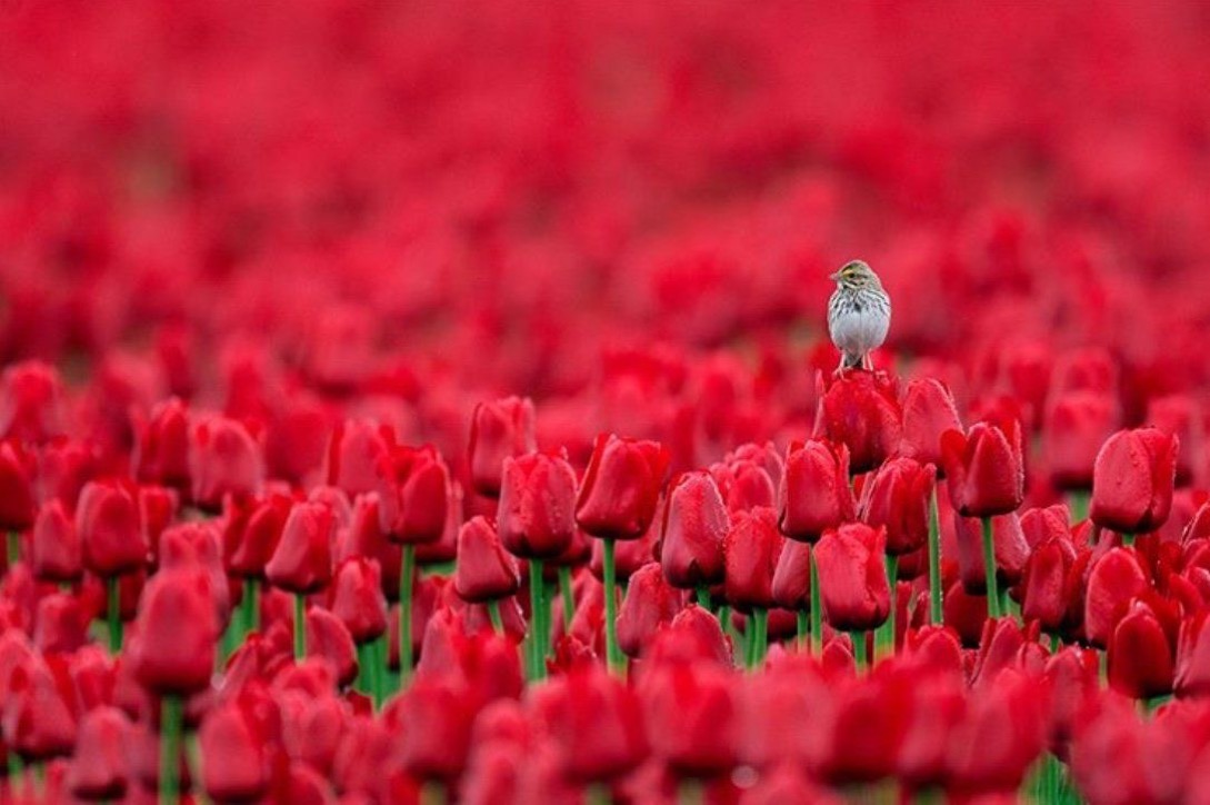 Your mind is a garden.
Your thoughts are the seeds.
You can grow flowers
Or you can grow weeds.

Pic Michael Despines
