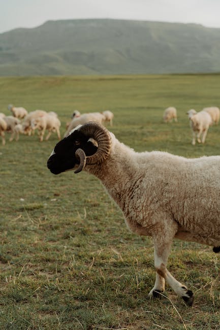 leenybum's tweet photo. #OutNow @AnnieMcL1 & co @SRUC shows how CT scan information in sheep can be used to help estimate breeding values for making ease. #DataDrivenBreeding
๐๐ฉป๐ป๐
https://t.co/FHIEE6EFtl https://t.co/u5CVtoZN7N