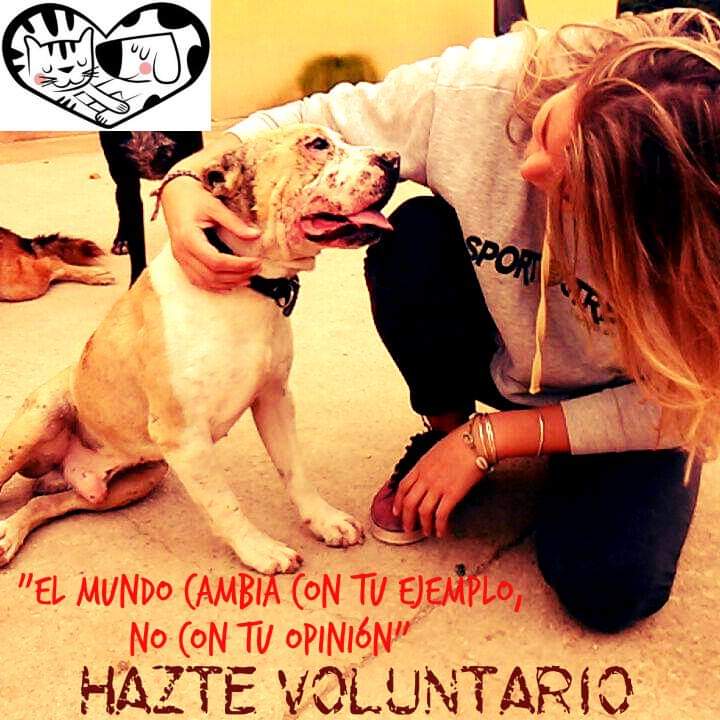 AsokaOrihuela's tweet photo. 🐾¿Te gustan los animales? ¿Tienes unos días de vacaciones? 😺🐶 Es el momento perfecto para hacerte voluntari@ de nuestra protectora. ¡Ellos te necesitan! 💙

ℹ️Toda la información en  🔗https://t.co/HIX2tJq7Mv o escríbenos a través de redes sociales. 

#TúPuedesSerLaDiferencia https://t.co/1vs07CXkur