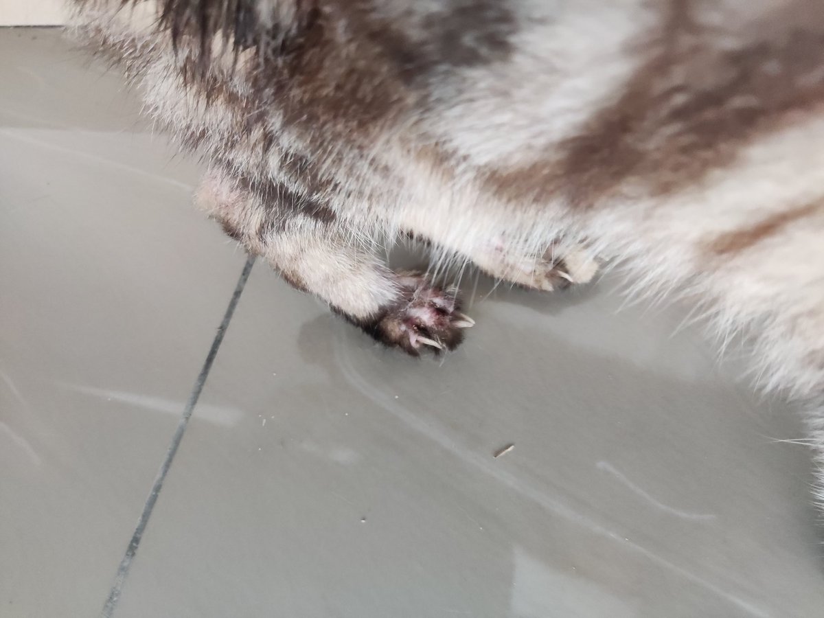 Salam hi, minta tolong sesiapa sini yang boleh ambil dan jaga kucing ni. Guard bagitau owner dia dekat je. Tpi mungkin dibuang sebab sakit. Dah berminggu kat surau ni dan makin kurus. 

Area kelana jaya.