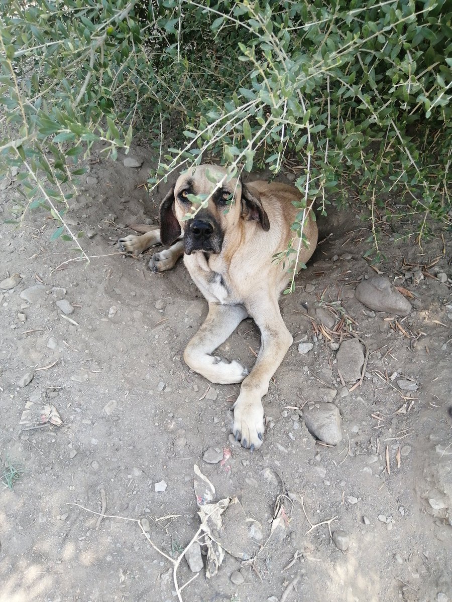 Tire Doğal Yaşamı Ve Hayvanları Koruma Derneği tweet media