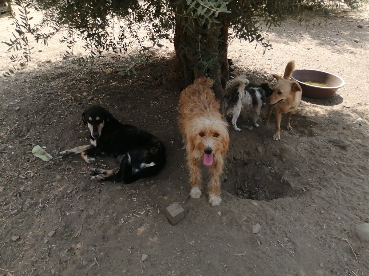 Tire Doğal Yaşamı Ve Hayvanları Koruma Derneği tweet media