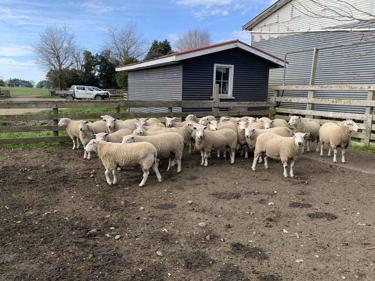 Great to visit <a href="/MorrisonFarming/">William Morrison</a>, Daniel &amp; <a href="/lachlan_hopkins/">Lachlan Hopkins</a> up at Fern Flats &amp; Mangara.

Got a good insight into the #Ezicare sheep approach &amp; overall farm system.
Even had a wee go at #Gatewenching.

Thanks for hosting us Will.