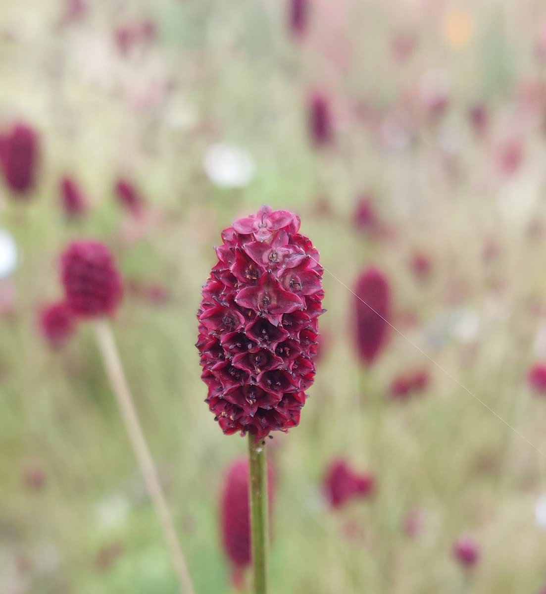 PlantPref's tweet photo. Up close with Sanguisorba officinalis CDC262
#sanguisorba #sanguisorbaofficinalis #sanguisorbaofficinaliscdc262 #wildcollection #redflowers #tallplants #augustflowers #peatfree #mailorderplants #plantsforsale https://t.co/FbT5aI9S0P