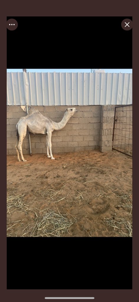 حواره باتليه 
علا باتلي ابن عويفي 
٠٥٣٩٠٨٤٥٥٦