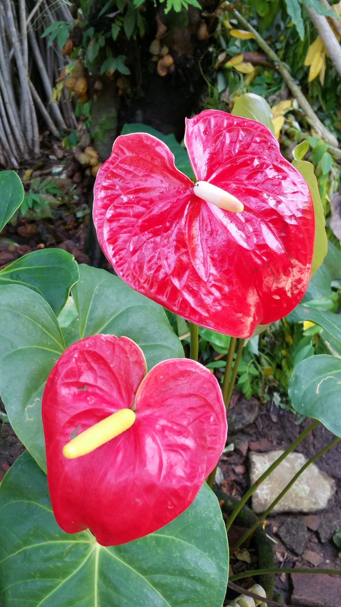 kanchana1411's tweet photo. Purple morning glory and Anthuriums
#photo #PhotoOfTheDay #MyPhoto  #Flowers #flowerhunting #NaturePhotography #TwitterNatureCommunity #TwitterNaturePhotography #anthurium #laceleaf #spathe #MorningGlory https://t.co/lwLmMVAAET